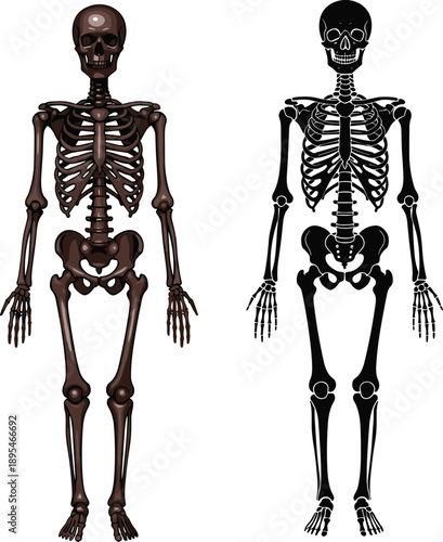 Human skeleton anatomy comparison with realistic and black silhouette versions for medical education, biology study, healthcare illustration and scientific reference vector design