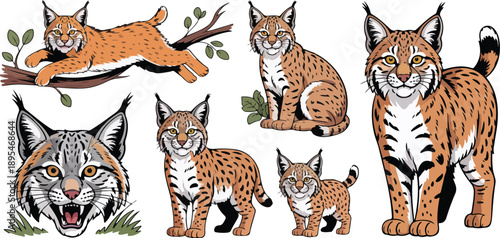Lynx Wild Cat Poses Vector Set  Jumping, Standing, Sitting Forest Animal Collection