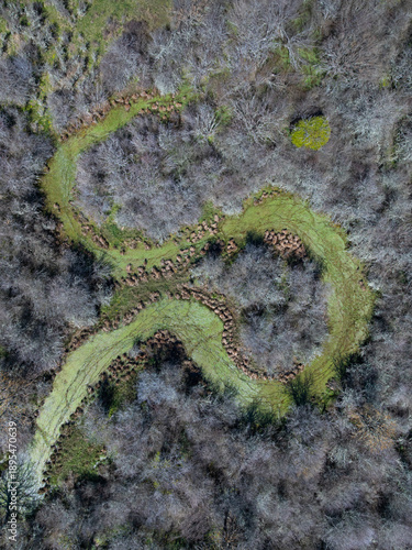 Aerial view from a drone of the willow groves along the Camesa River in Reinosilla, in the municipality of Valdeolea, Campoo-Los Valles region, Cantabria, Spain, Europe