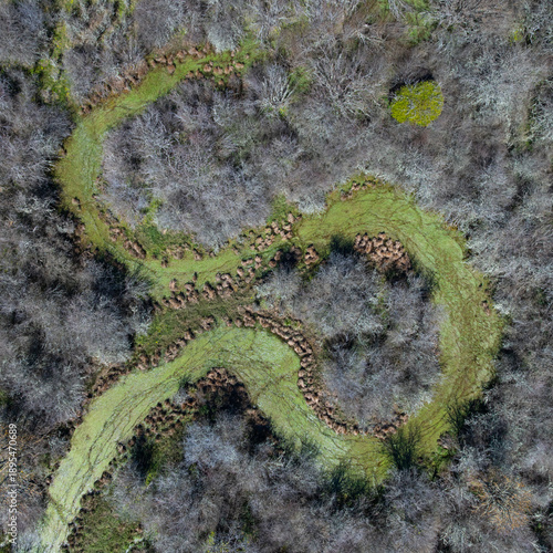 Aerial view from a drone of the willow groves along the Camesa River in Reinosilla, in the municipality of Valdeolea, Campoo-Los Valles region, Cantabria, Spain, Europe