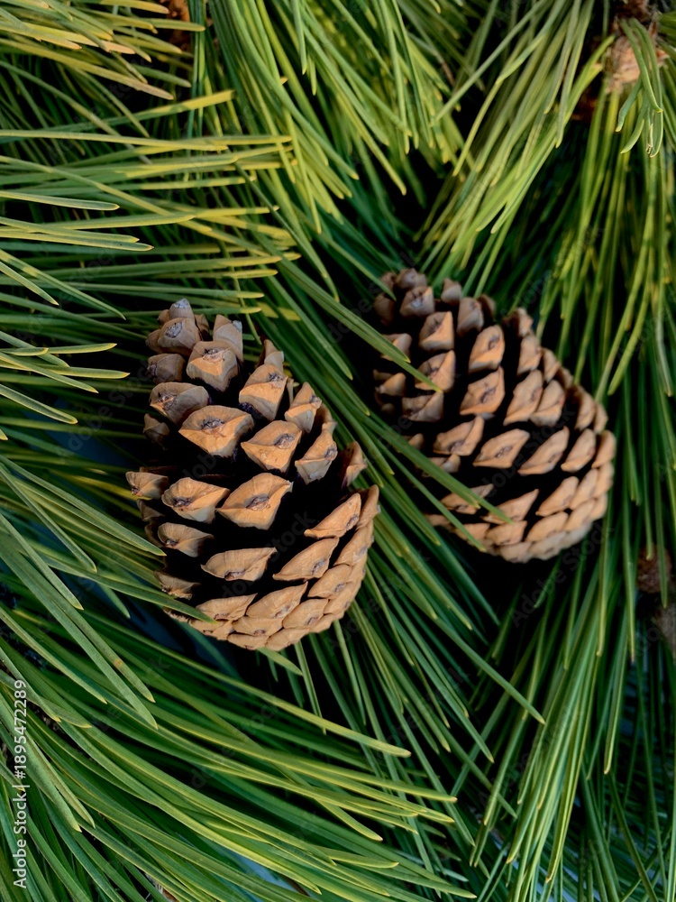 Fototapeta premium Close-up of pine cones on a green pine branch in warm natural sunlight. Seasonal nature background symbolizing winter, forest, Christmas, freshness, growth, and evergreen life. 