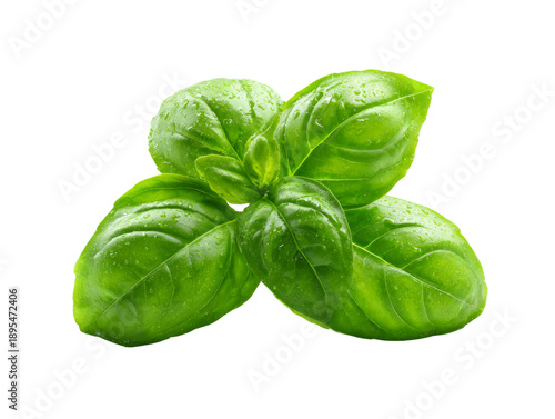 Fresh basil leaves with vibrant green color and perfect freshness Isolated Transparent Background, PNG