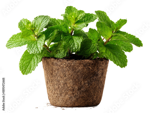 Fresh, vibrant mint plant thriving in a brown pot Isolated Transparent Background, PNG