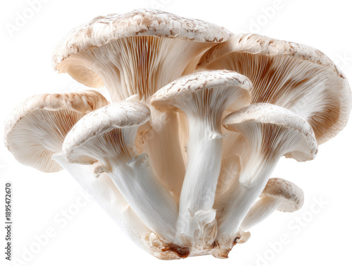 Close-up shot of a cluster of mushrooms, showcasing intricate details. The mushrooms have a beige hue and are arranged close together. Isolated Transparent Background, PNG