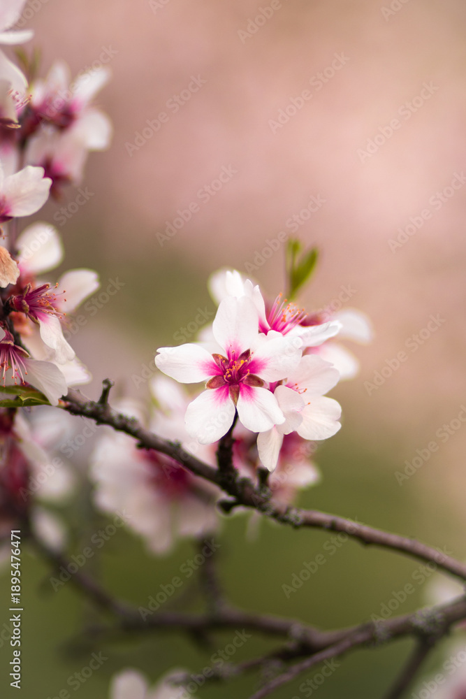 Fototapeta premium pink cherry blossom