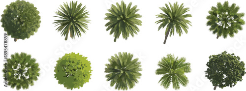 Top view of diverse tree canopies for landscape design, architectural planning, garden visualization, and ecological mapping in urban and natural environments