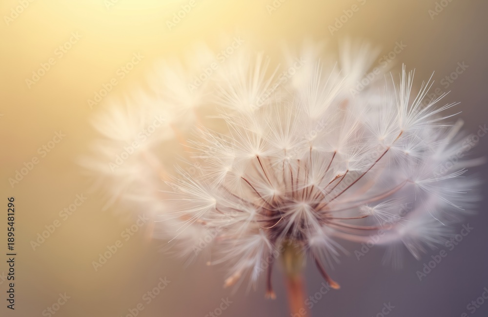 Fototapeta premium Macro close up of dandelion seed head with soft focus. Light rays illuminate delicate white fluff. Abstract natural background suggests spring growth and new beginnings.