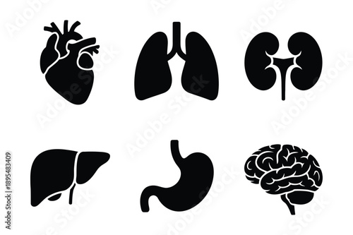 Human Organ Icons: Heart, Lungs, Kidneys, Liver, Stomach, Brain