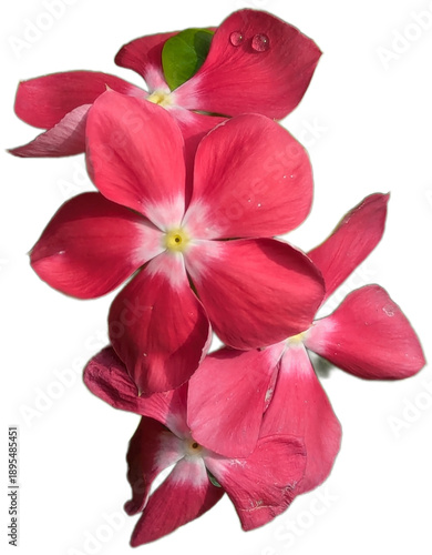 red flower on white background