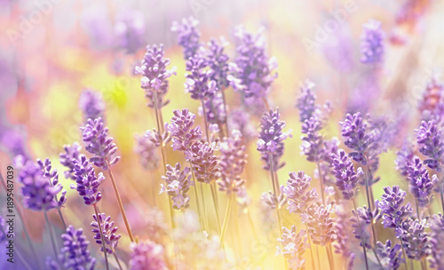 Beautiful lavender flowers in garden, lavender flowers blooming, lavender flowers background