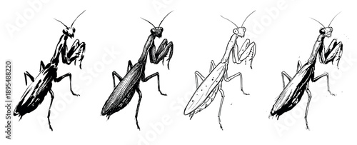 Four praying mantis insect illustrations in a hand-drawn sketch style, showing a collection of black and white graphic drawings with different line art and hatching techniques