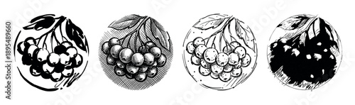 Set of four circular illustrations of berry clusters in various graphic styles, including engraving, sketch, brushstroke, and silhouette for a vintage, hand-drawn look