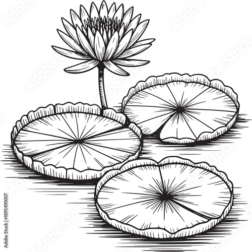 A black and white drawing of a water lily flower and three lily pads floating on the water surface art