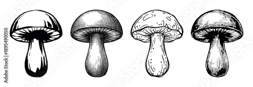 Four hand-drawn black and white mushrooms set in different artistic sketch styles, showcasing cross-hatching, line art, and bold ink techniques for a botanical illustration