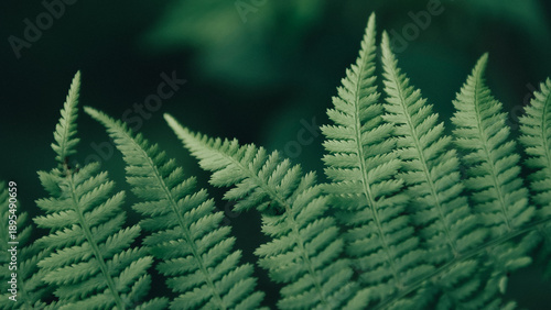 Closeup of leaves