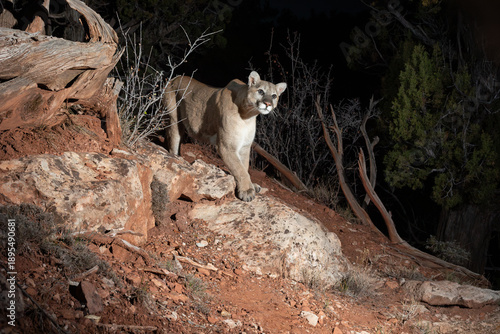 A young male mountain lion looks towards the light to camera right when he is photographed with a camera trap while walking a trail at night in the wilderness of Southern Utah USA.