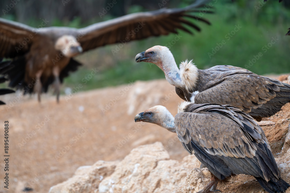 Fototapeta premium Griffon vultures eating time, Teruel, Spain