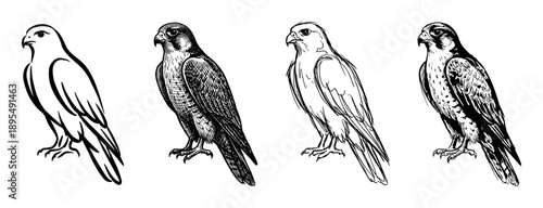Four black and white falcon illustrations in different artistic styles, including line art, sketch, and detailed engraving, showing a proud bird of prey in a static pose