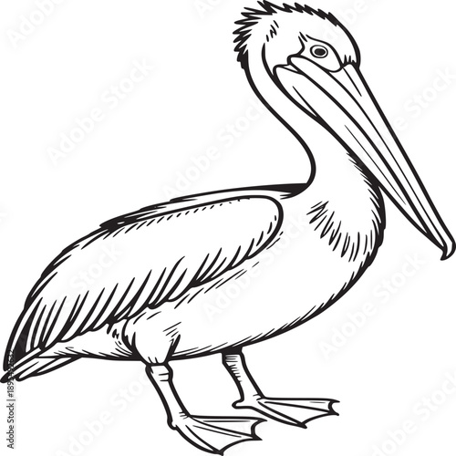 Detailed black and white line drawing of a pelican standing in a side profile on a white background