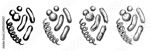 Collection of black ink bacteria illustrations showing the evolution of a drawing style from a simple brush stroke to a detailed, vintage-style cross-hatching sketch