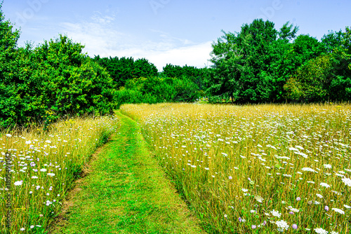 Canvas Print Summer meadow flowers in the park.