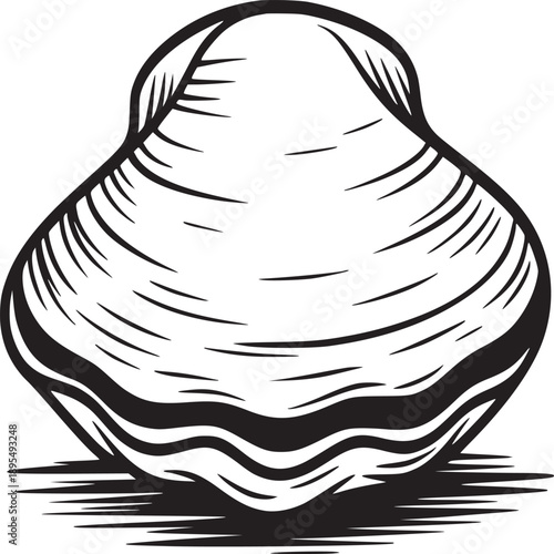 Illustration of a single clam shell with detailed line work on a white background isolated view