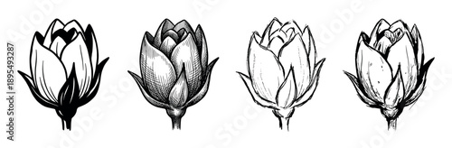 Four hand-drawn black and white lotus flower buds in a set showing various ink sketch and engraving styles for a botanical illustration collection