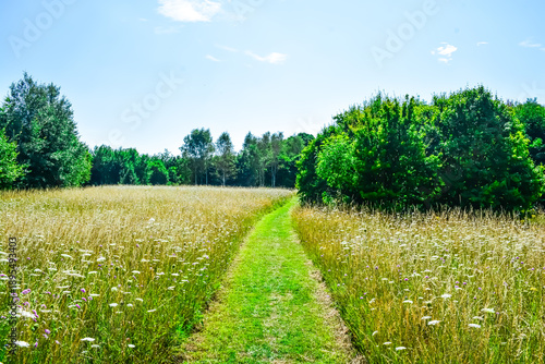 Tableau sur toile Summer meadow flowers in the park.