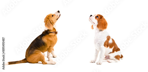 Beagle and Spaniel sitting together, looking up, isolated on white background