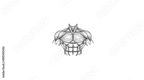 Muscular male torso anatomy sketch, hand-drawn illustration. Detailed chest, shoulders, and abs for fitness, bodybuilding concepts.