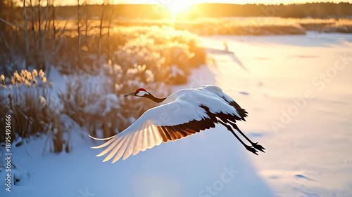 Stunning Red-crowned Crane Soaring Above Snowy Landscape at Sunset.