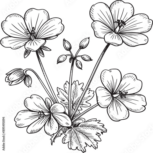 A botanical illustration of geranium flowers and buds with leaves in black and white line art style