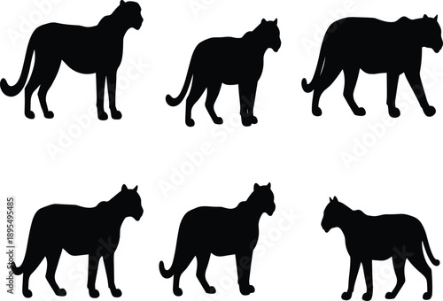 Big cat silhouettes, feline posture comparison, wild animal vector, black white graphic, panther leopard lion art, anatomy stance icons