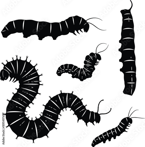 Caterpillar silhouettes, segmented body poses, curled and straight forms, black vector set, insect illustration, larval stage icons, entomology design