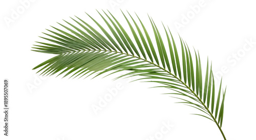 Tableau sur toile Green palm leaf PNG isolated on transparent background, tropical foliage for sum