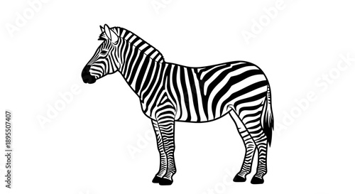 Illustration of a Zebra Standing Sideways.