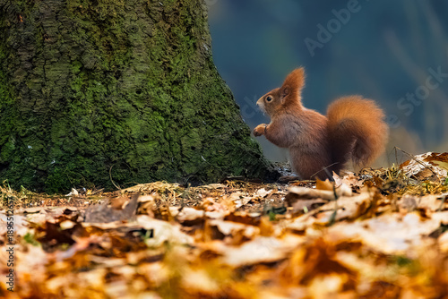 Wallpaper Mural Red squirrel (Sciurus vulgaris) standing on forest floor near mossy tree trunk, autumn woodland wildlife scene with fallen leaves, natural light and copy space. Torontodigital.ca