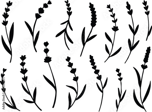 lavender plant silhouette collection floral stem illustrations