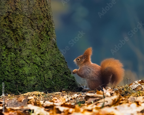 Wallpaper Mural Red squirrel (Sciurus vulgaris) on forest floor near mossy tree trunk, vertical autumn wildlife scene with fallen leaves, soft natural light and strong copy space. Torontodigital.ca
