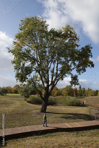 Vertical photo of a woman walking on a wooden path in an autumn park on a sunny day, with a large old tree, green grass, and blue sky with clouds.