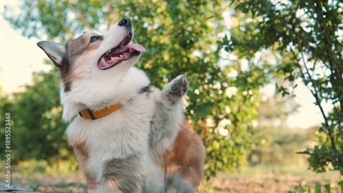 Happy corgi dog outdoors raising paw and looking up with tongue out in green park on sunny day. Playful pet behavior, joyful emotion, natural light, shallow depth of field, lifestyle video
