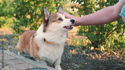 Happy corgi dog giving high five to owner outdoors in green park on sunny day. Trained pet interaction shows trust and friendship positive emotion, natural light shallow depth of field lifestyle video