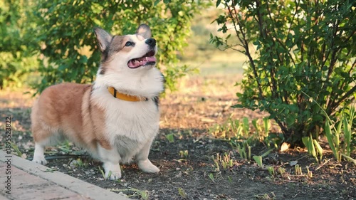 Corgi dog sitting outdoors and barking while looking up in green park on sunny day. Expressive pet behavior, alert emotion, natural light, shallow depth of field, lifestyle video
