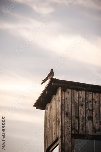 Bird of prey sitting on the wooden roof edge of a tower