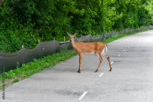 A White-tailed Deer Crossing The Fox River Trail In De Pere, Wisconsin, In Summer