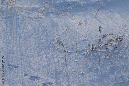 Wallpaper Mural 冬の枯れ草 Torontodigital.ca