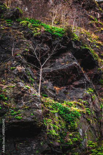 Small bare tree growing from a dark rocky cliff with moss