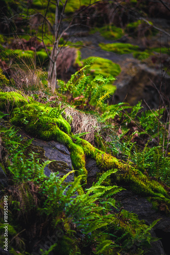 Detail of a rocky slope with lush green moss and fern leaves
