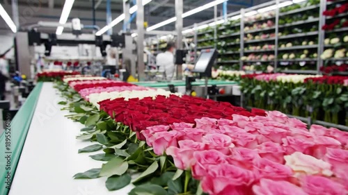 Wallpaper Mural Roses on a conveyor belt in a warehouse with shelving in the background Torontodigital.ca