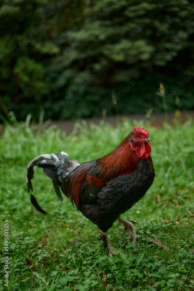 Fototapeta premium Rooster walking on rural grassland, São Miguel Island, Azores